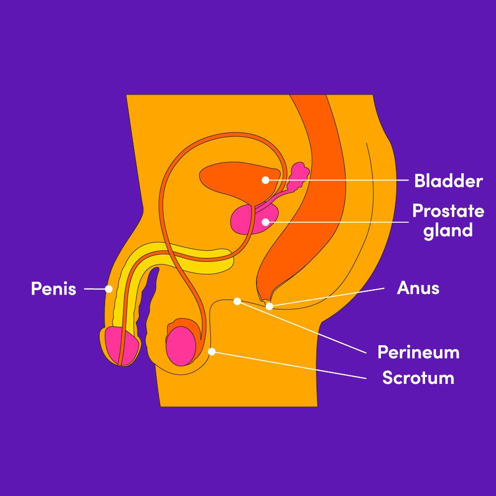 An illustrated diagram of the male prostate.