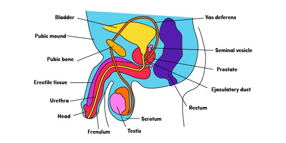 The Ultimate Butt Plug Reference Guide