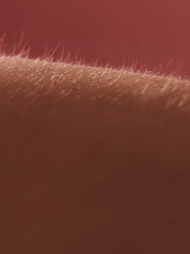 LHYL-Nav-Raised-Hairs-375x500-3