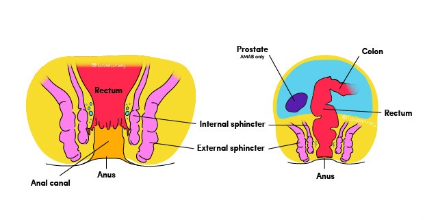 LH_PleasureAnatomyGuide_Anus_and_Rectum