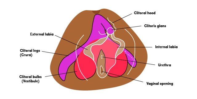 LH_PleasureAnatomyGuide_Internal_Clitoris