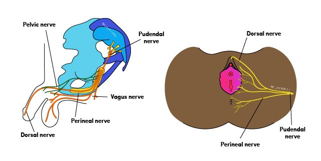 LH_PleasureAnatomyGuide_Nerve_Endings