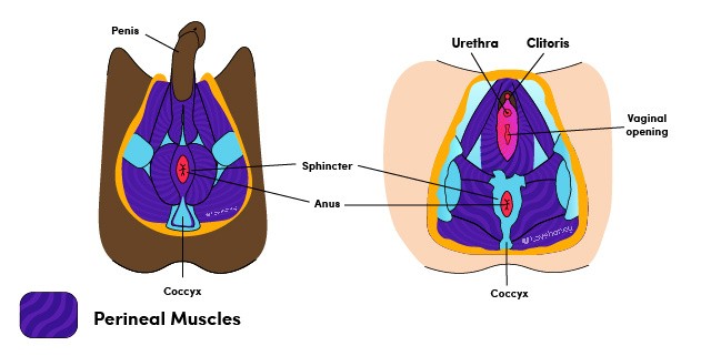LH_PleasureAnatomyGuide_Penis_Vagina_Comparison
