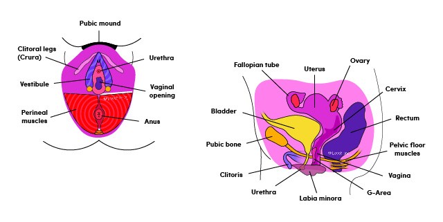 LH_PleasureAnatomyGuide_Vulva_Vagina_Side_Front_View