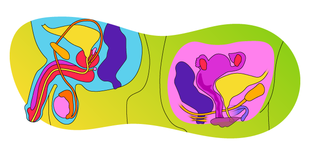 Sexual_AdviceHub_Guide_PleasureAnatomy_SplitBanner_640x320
