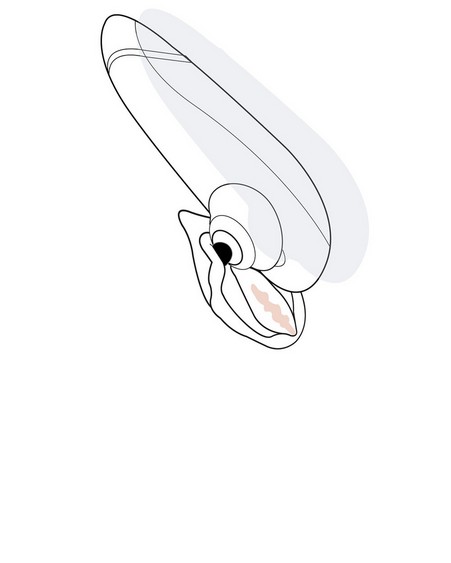 Womanizer-Brand-Page-Pleasure-2-500x625