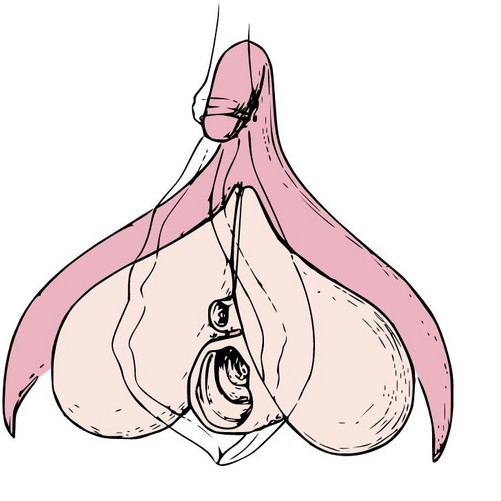 clitoris-anatomy