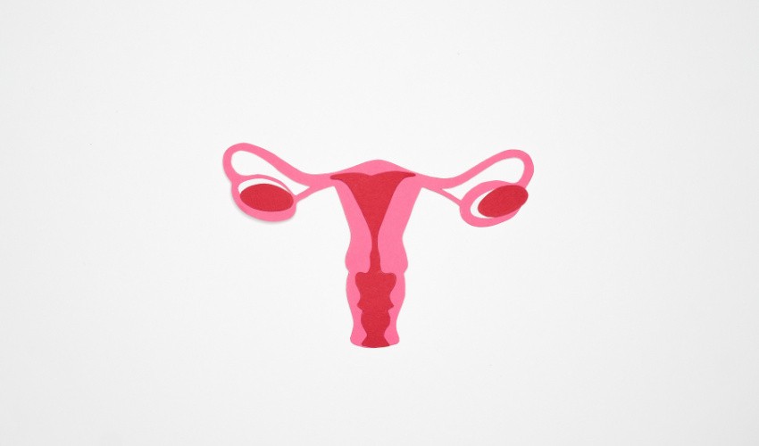 Stylized uterus on white background.